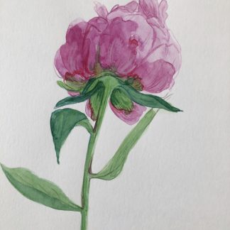 La pivoine