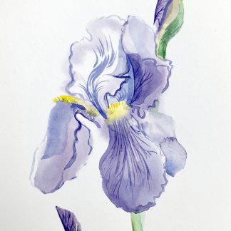 L'iris