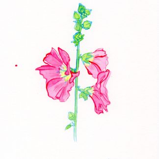 Rose trémière