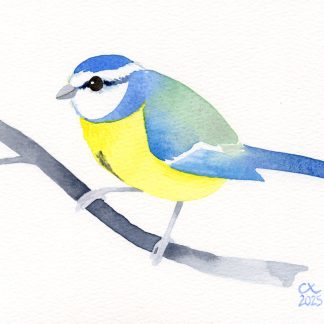 Mésange bleue