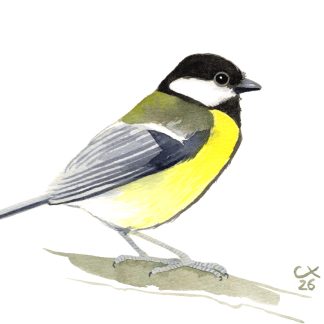Mésange charbonnière